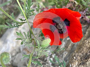 Bright red casciano poppy flower blooming in Tuscany, Italy