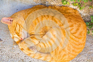 Bright red cat sleeps sweetly curled up with a ball. Beautiful street cat sleeps and smiles