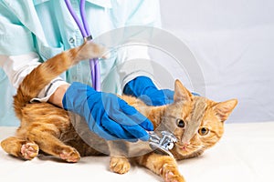 A bright red cat sniffs a stethoscope while lying on a white table at a vet's appointment