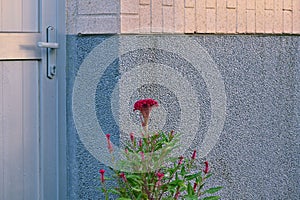 Red cockscomb flowers against two-tone wall with textured gray and brick surfaces