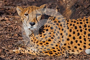 A bright red cheetah rests and looks lying on the withered grass in the rays of the setting sun, close-up