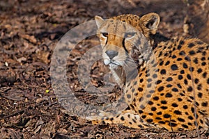 A bright red cheetah rests and looks lying on the withered grass in the rays of the setting sun, close-up