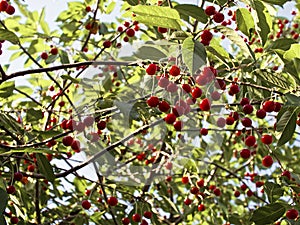 Bright red cherries dangle from their stems amidst lush green foliage, capturing the essence of a fruitful harvest season