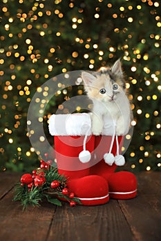 Bright Red Chritmas Santa Boots with an Adorable Kitten photo