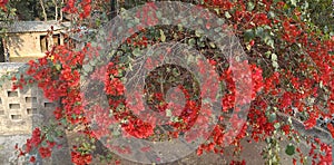 A Bright red Climbing flower