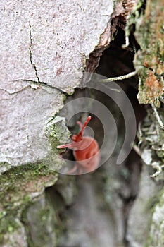 Bright red clover mite crawling through gray, moss-tinged pine bark