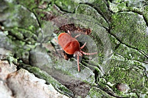 Bright red clover mite crawling over mossy pine bark photo