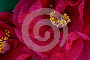 Bright red color Camellia flower, closeup/ macro photo;