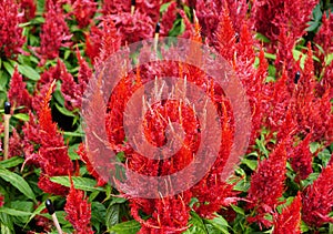 The bright red color of Celosia Argentea `Century Fire`, also known as Cockscomb