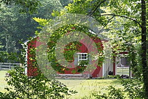 The bright red colored house in tucked away behind the foliage.