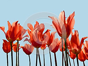 Bright red colored tulips isolated against a background of a blue sky