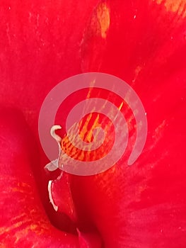 Bright red colour flower