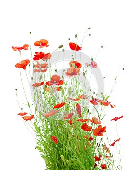 Bright Red Corn Poppies Isolated on White (Papaver