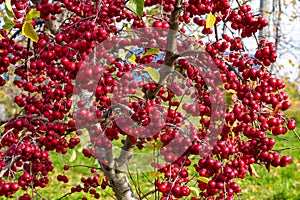 Bright red crab apples shining in the sunlight.