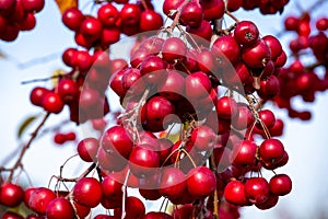 Bright red crab apples shining in the sunlight.