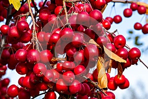 Bright red crab apples shining in the sunlight.