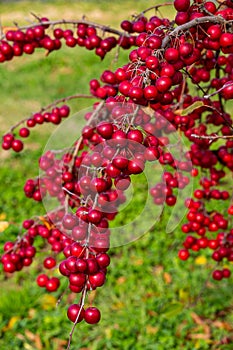 Bright red crab apples shining in the sunlight.