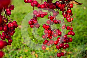 Bright red crab apples shining in the sunlight.