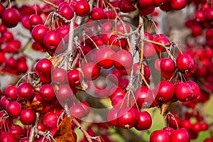 Bright red crab apples shining in the sunlight.