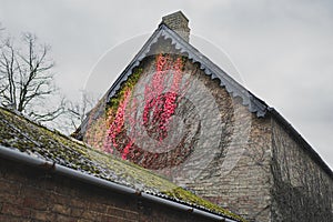 Bright red creepers seen climbing the wall of a very old English Manor House.