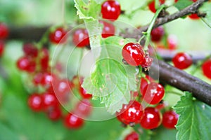 Bright red currant