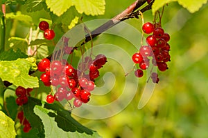 Bright red currant berries on branches