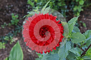 Bright Red Dahlia Flower in the garden