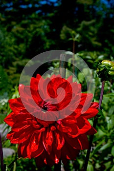 Bright Red Dahlia Flower Growing