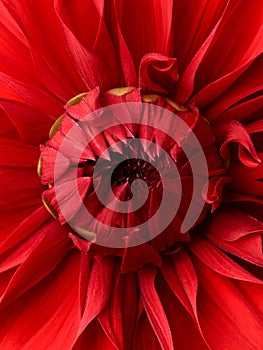 Bright red dahlia flower macro shot