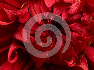 Bright red dahlia flower macro shot