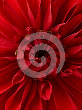 Bright red dahlia flower macro shot