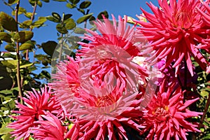 bright red dahlia flowers against a background of blue sky and shoots of a rose bush