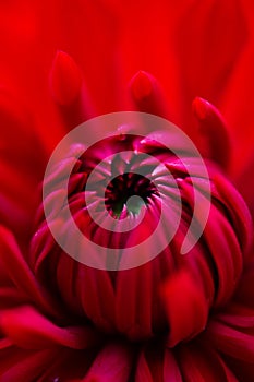 Bright red dahlia macro phtography. Red floral background.