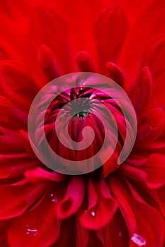 Bright red dahlia macro phtography. Red floral background.