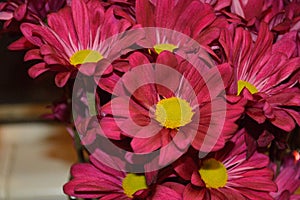 Bright Red Daisies