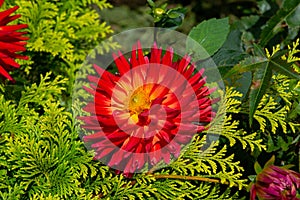 The bright red Dali chrysanthemum grows among the green pine trees!