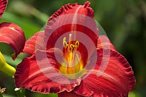 Bright red day lilly flower with bright yellow center.