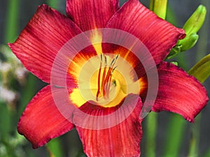 Bright red day lilly flower with bright yellow center.