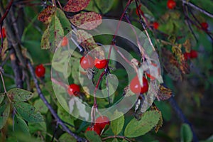 Bright red dog rose hips on a branch close-up. Wild rosehips in nature