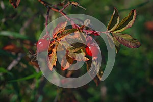 Bright red dog rose hips on a branch close-up. Wild rosehips in nature
