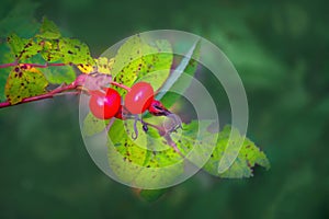 Bright red dog rose hips on a branch close-up. Wild rosehips in nature