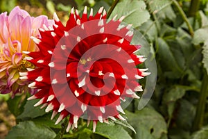 Bright red Duet Dahlia with White Tips