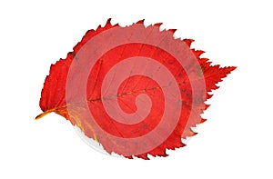 Bright red elm leaf on white background