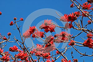 BRIGHT RED ERYTHRINA FLOWERS ON A TREE