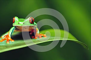 Bright red eyed tree frog on green leaf