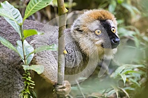 Bright red eyes on a Golden bamoo lemur portrait in Madagascar wildlife