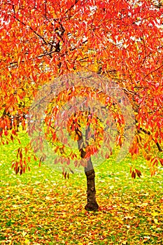 Bright red fall leaves