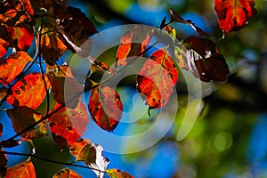 Bright Red Fall Leaves Close up