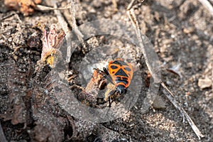 Bright red fire bug running over a stone in search of food