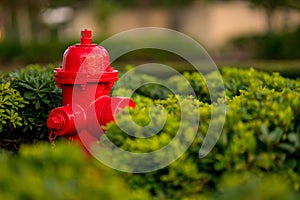 Bright red firehydrant in green bushes